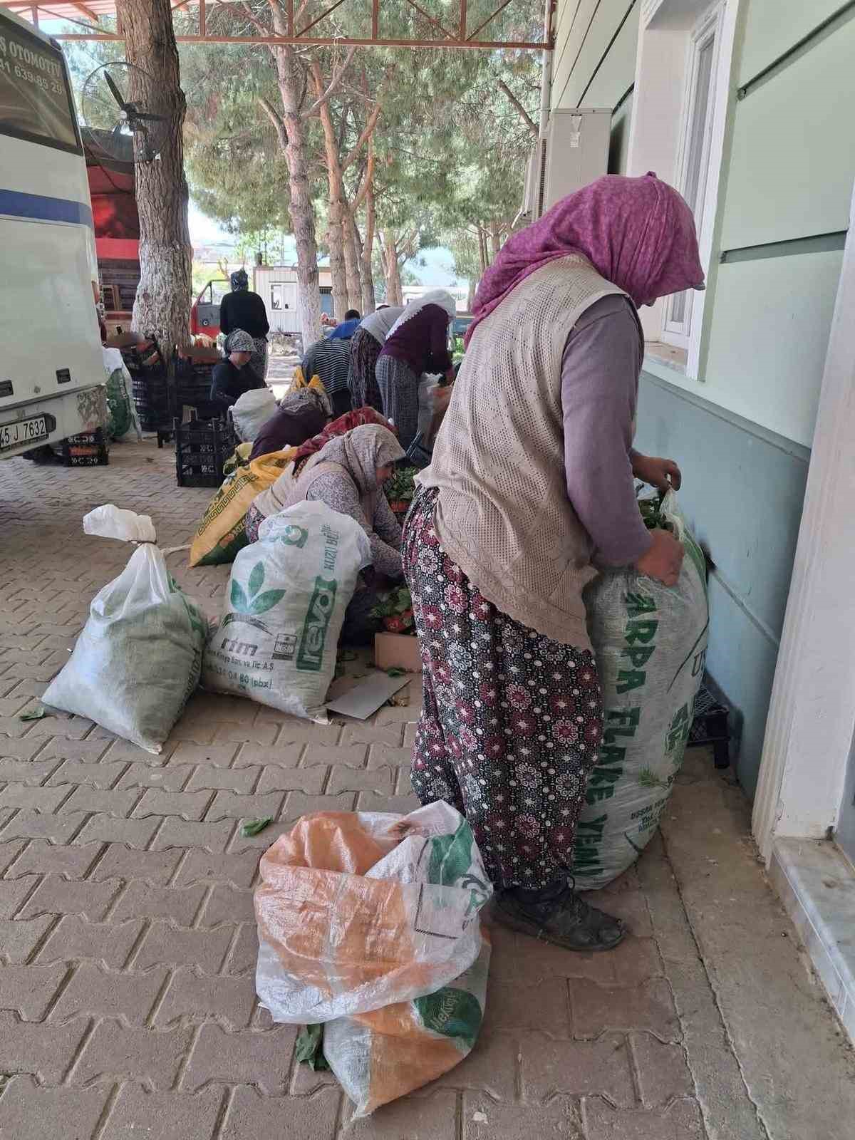 Sarıgöl’de taze bağ yaprağı mesaisi başladı
