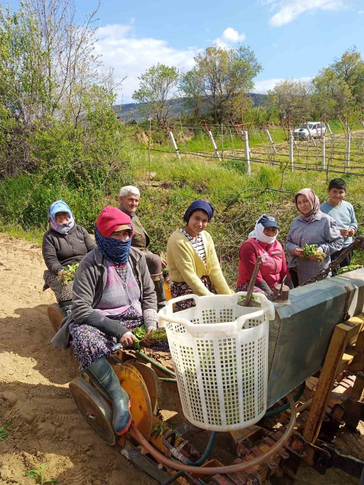Sarıgöl’de tütün dikimi başladı
