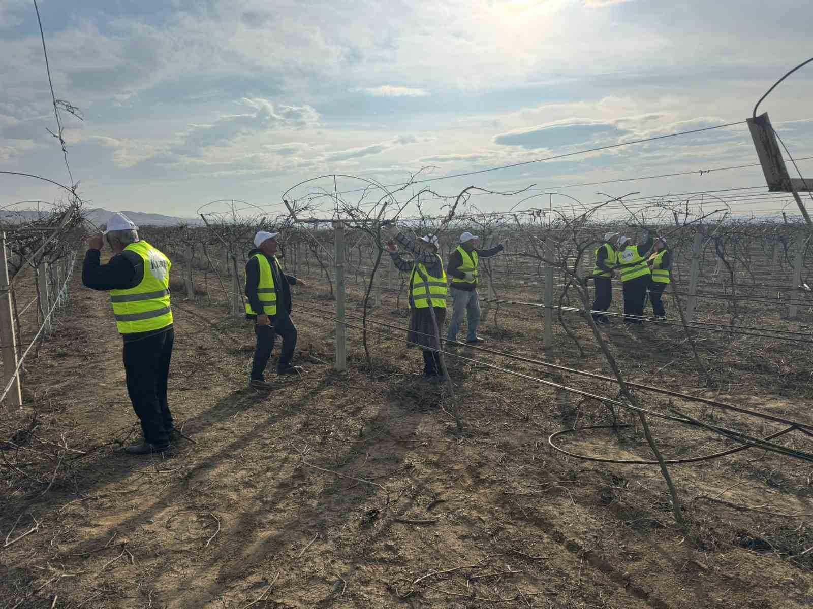 Sarıgöllü ziraat mühendisi Azerbaycan’da bağ budama tekniklerini öğretti
