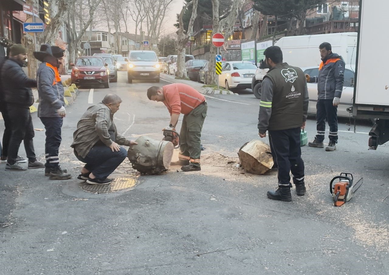 Sarıyer’de çınar ağacı otomobilin üzerine devrildi: O anlar kamerada
