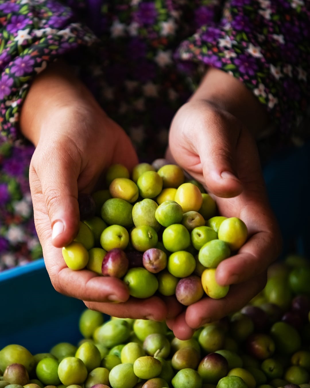 Şarköy zeytinyağına coğrafi işaret
