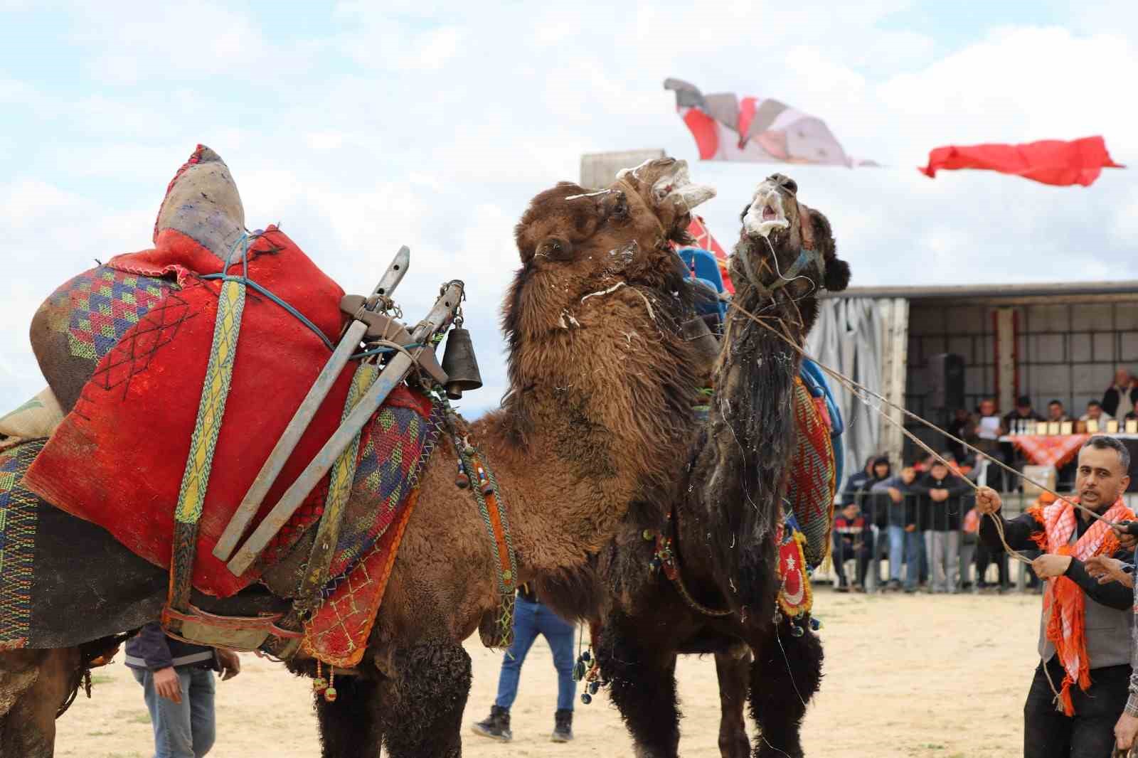 Saruhanlı’da deve güreşlerine binlerce vatandaş akın etti

