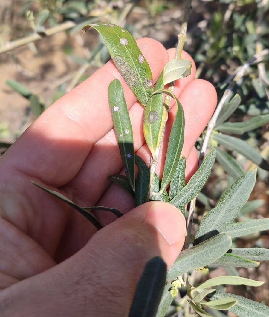 Saruhanlı’da halkalı leke alarmı
