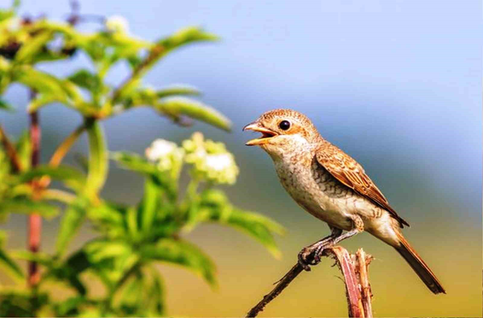 Savcının objektifinden yaban hayatı
