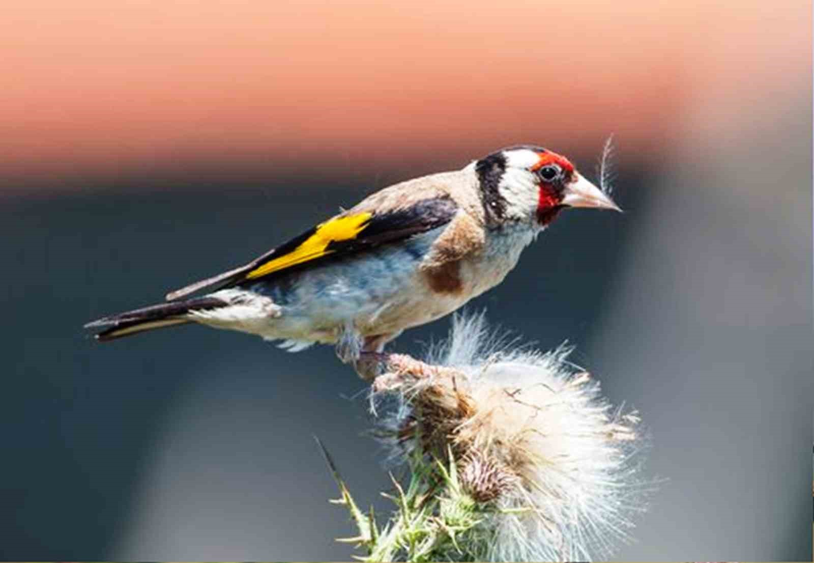 Savcının objektifinden yaban hayatı
