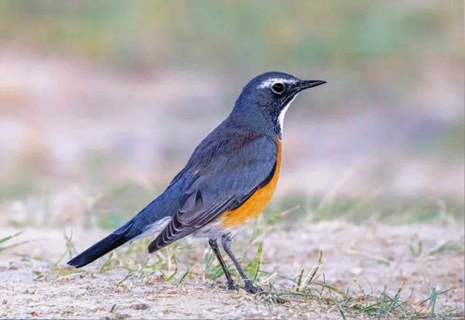 Savcının objektifinden yaban hayatı
