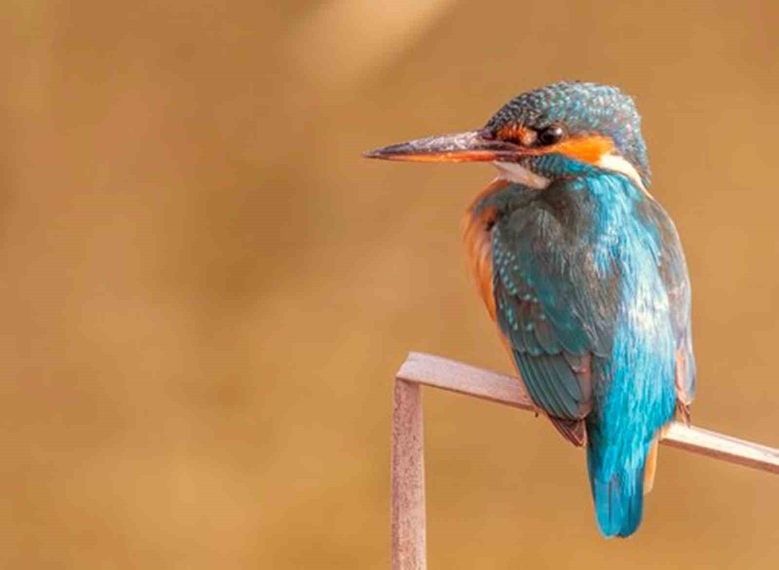 Savcının objektifinden yaban hayatı
