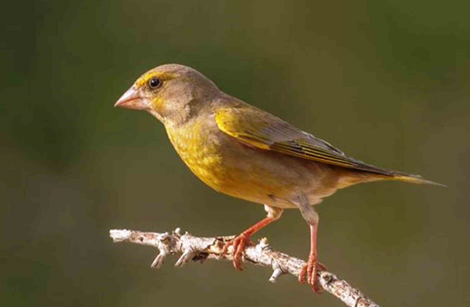 Savcının objektifinden yaban hayatı
