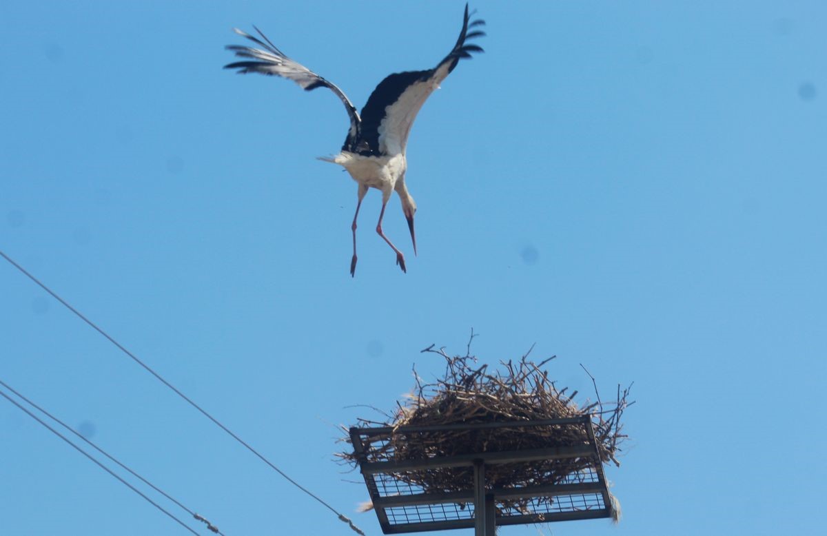 Sazlı’da leylekler yeni yuvasına kavuştu

