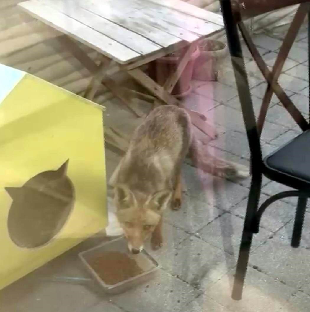 Şehir merkezine inen tilki kimseye aldırış etmeden karnını doyurdu
