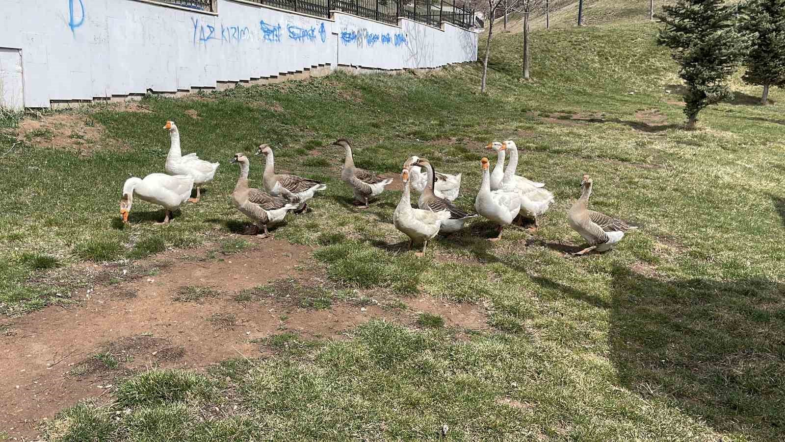 Şehirde renkli görüntüler oluşturan firari kazlar, yuvalarında görüntülendi
