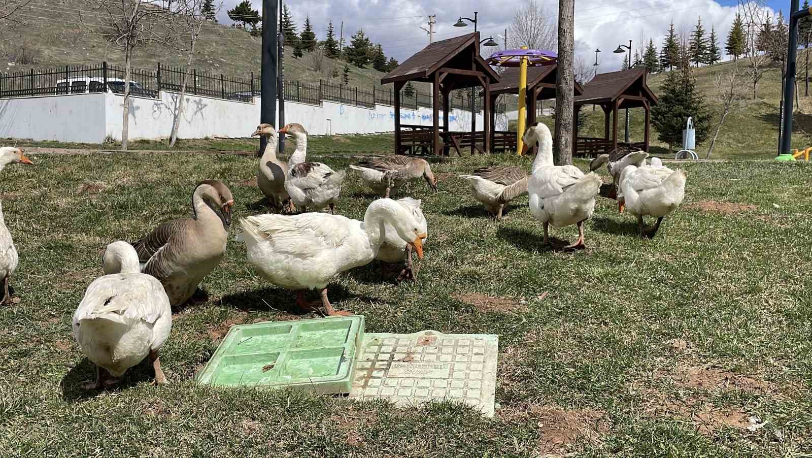 Şehirde renkli görüntüler oluşturan firari kazlar, yuvalarında görüntülendi
