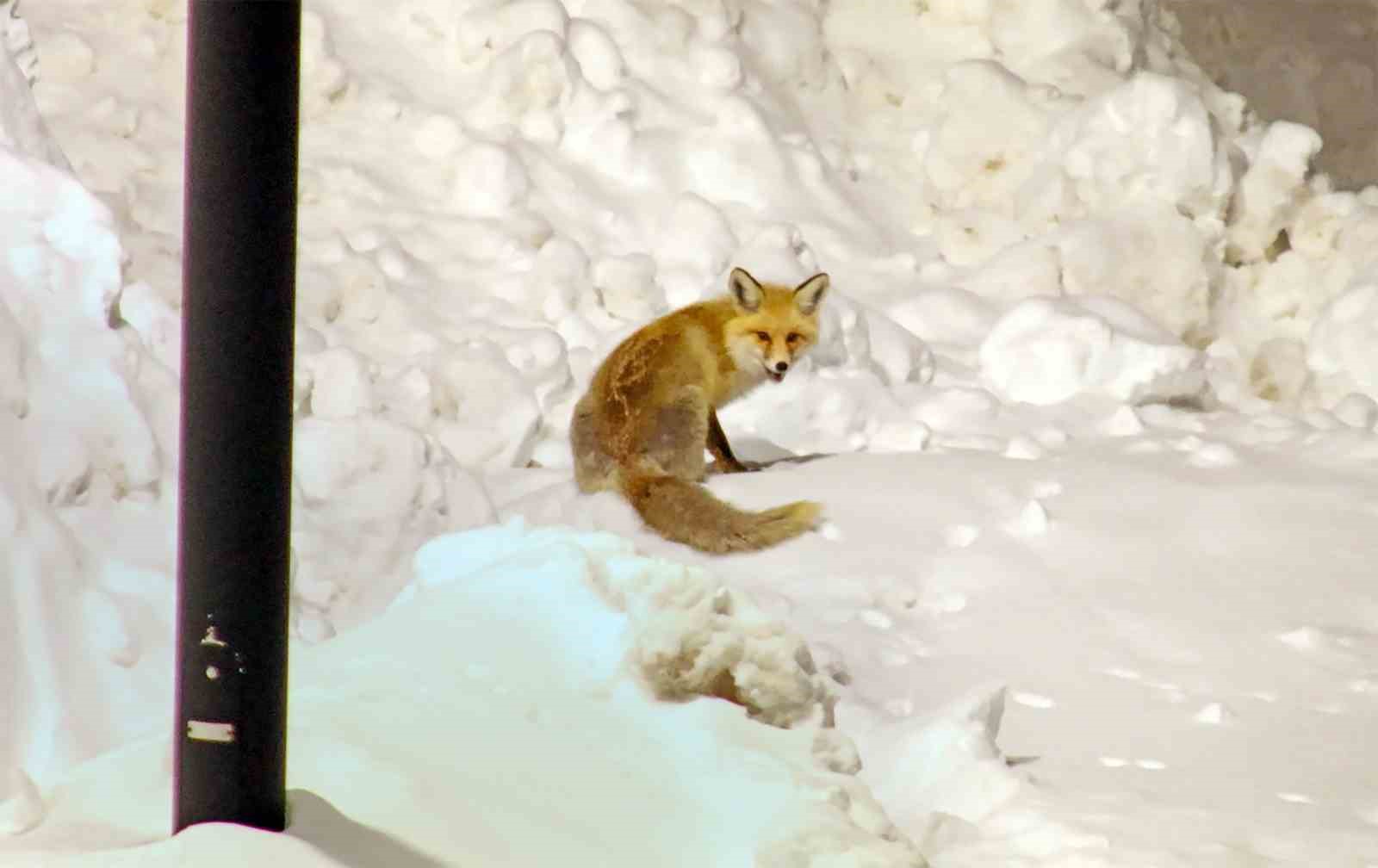 Şehre inen tilkilerin sevimli halleri kameralara yansıdı
