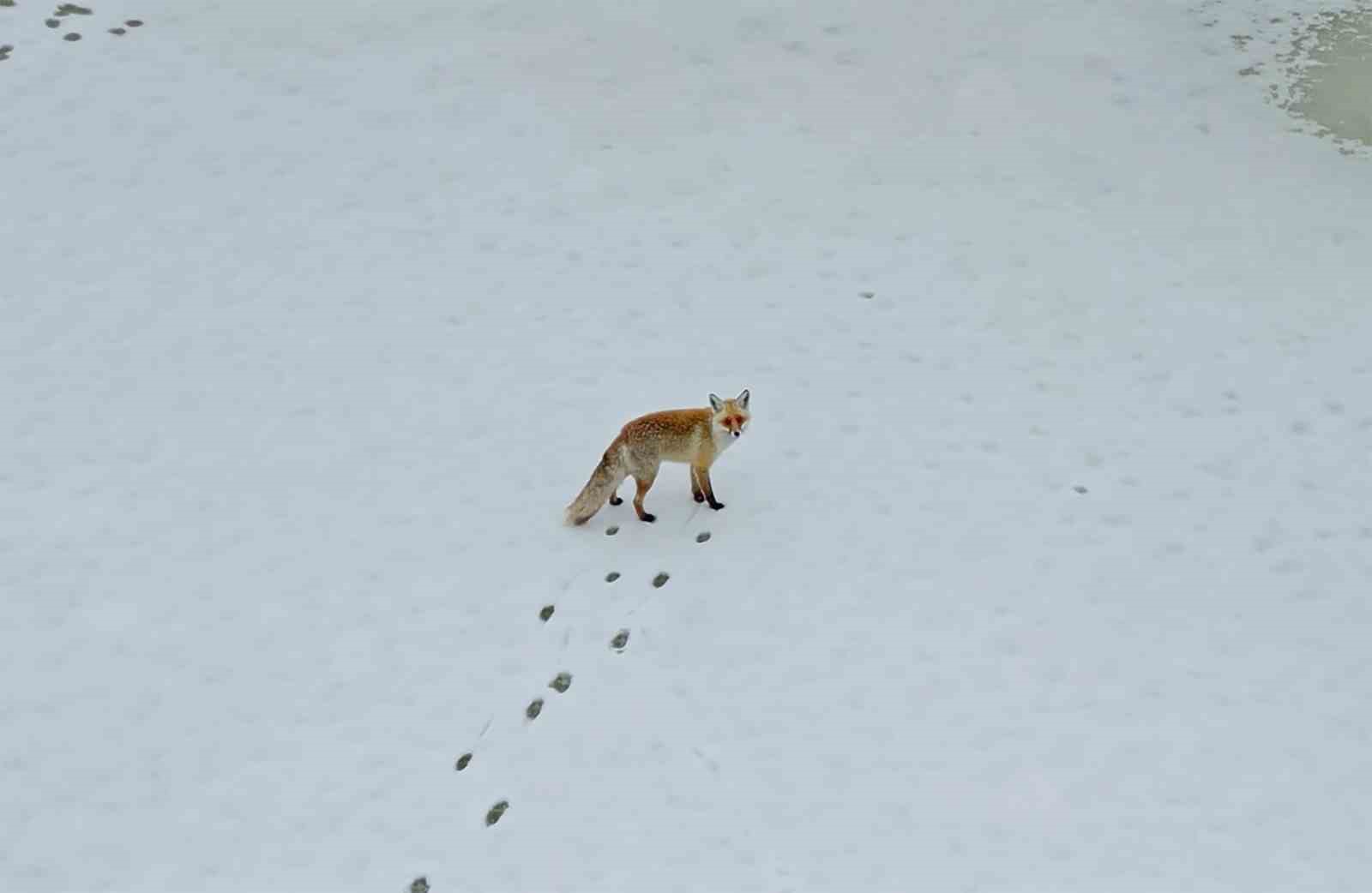 Şehre inen tilkilerin sevimli halleri kameralara yansıdı
