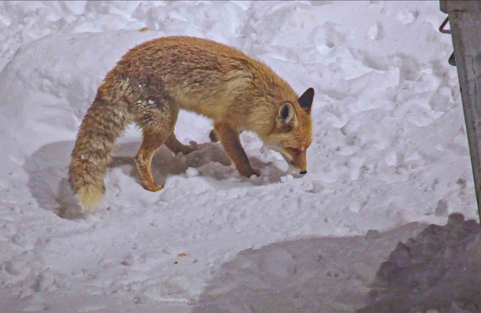 Şehre inen tilkilerin sevimli halleri kameralara yansıdı
