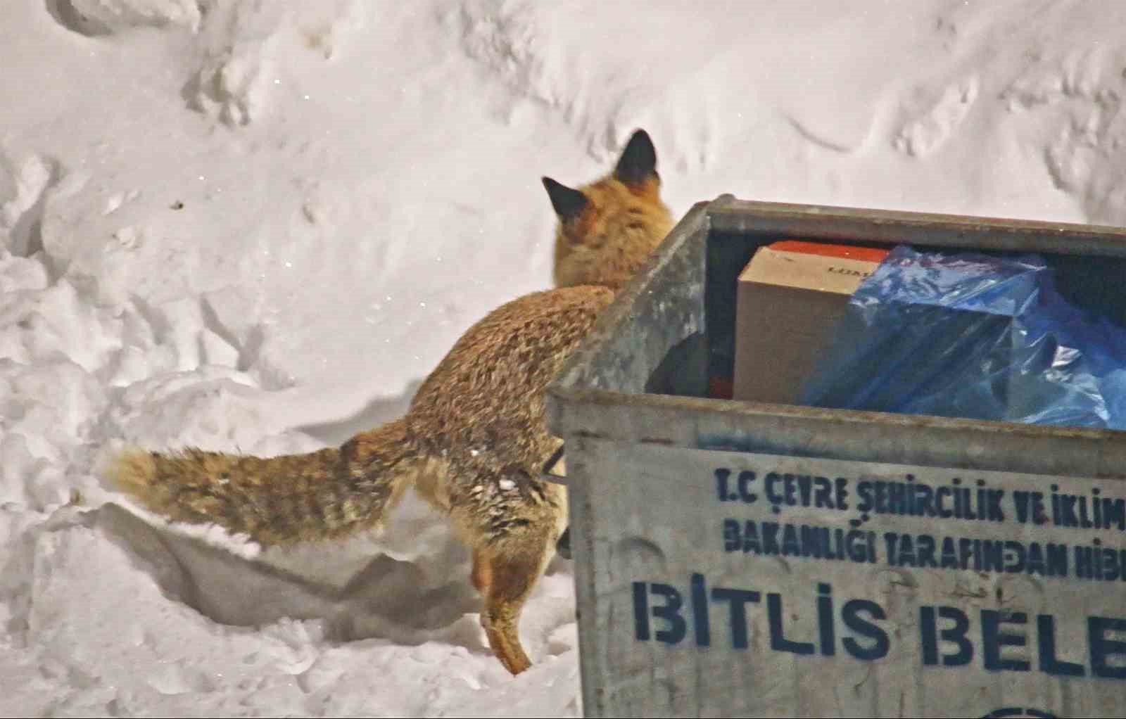 Şehre inen tilkilerin sevimli halleri kameralara yansıdı
