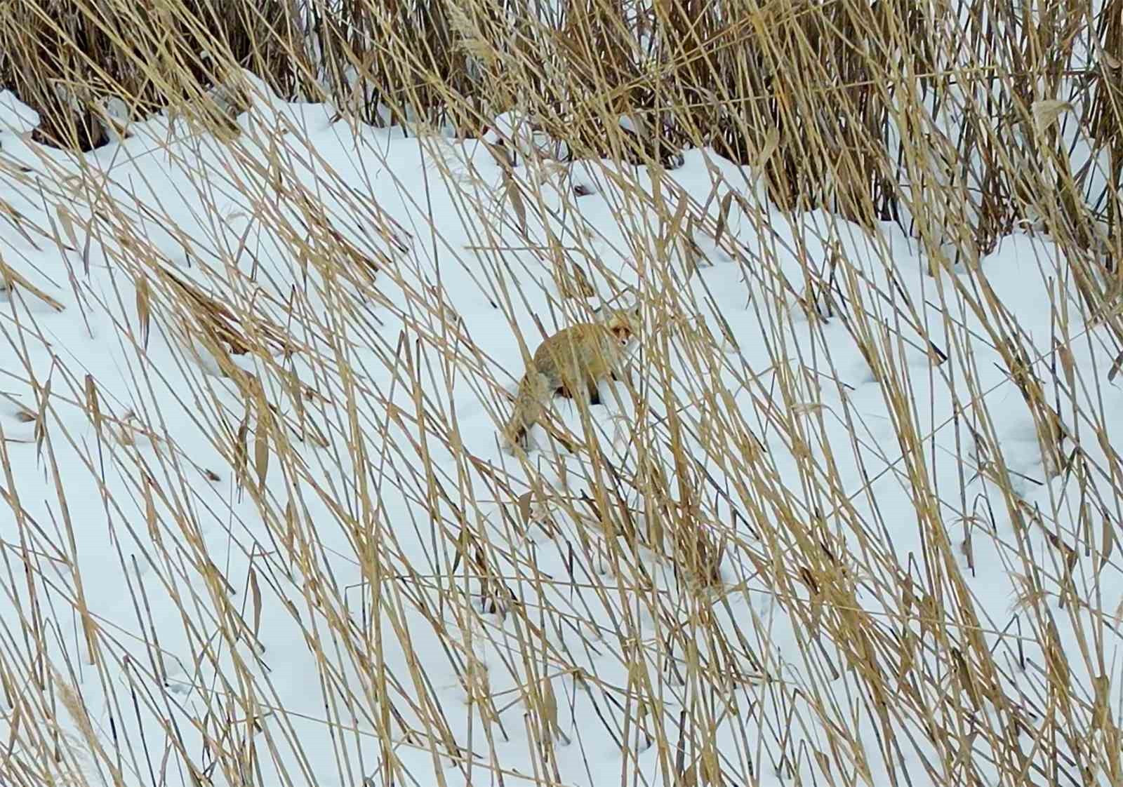 Şehre inen tilkilerin sevimli halleri kameralara yansıdı
