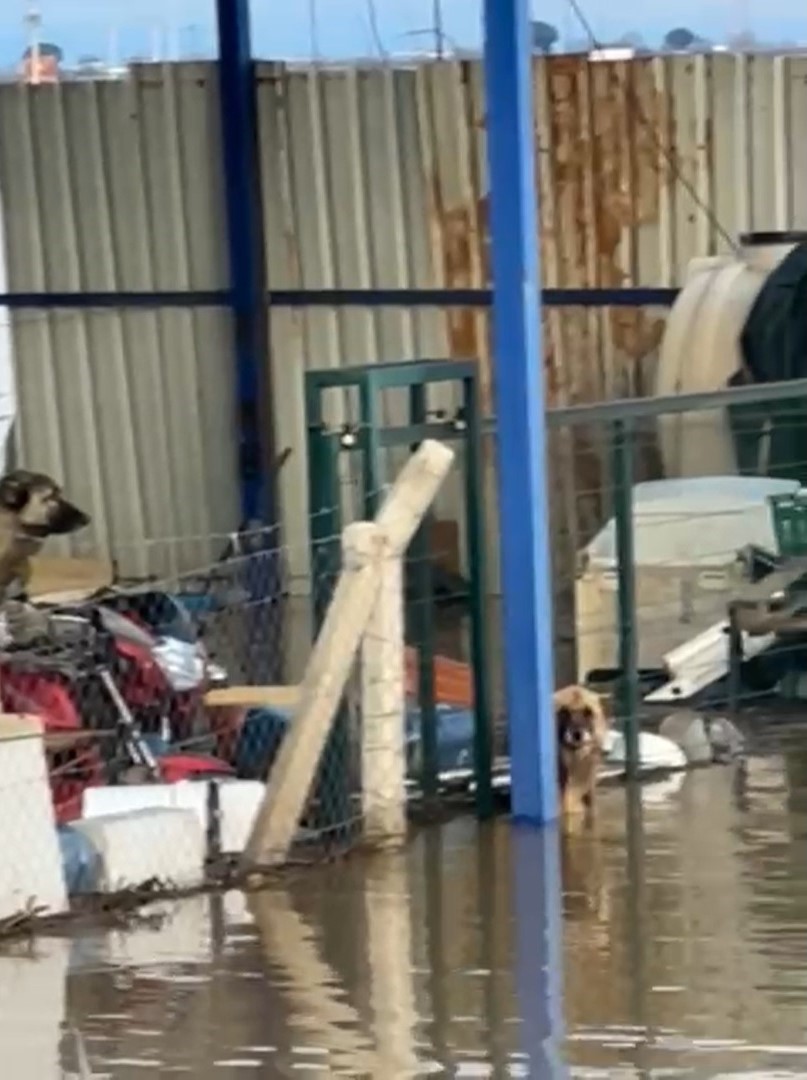 Sel sularının ortasındaki depoda mahsur kalan köpekler yürek burktu
Sel sularının ortasındaki depoda mahsur kalan köpekler yürek burktu