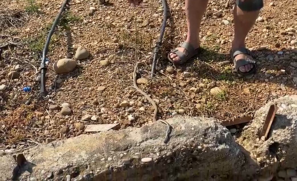 Serada karpuz toplarken yılanla burun buruna geldi
