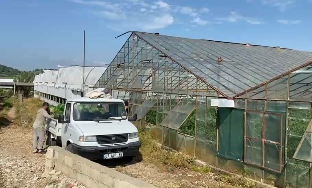 Serada karpuz toplarken yılanla burun buruna geldi
