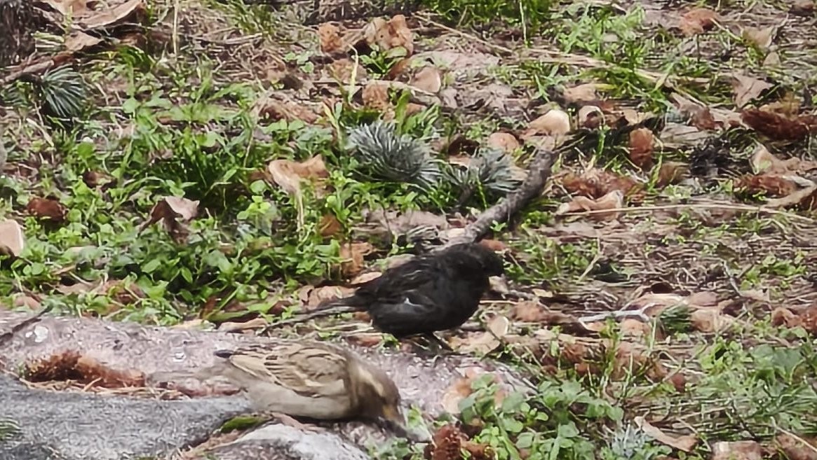 Serçe sürüsünün arasında gördüler, ismini ’Kömür’ koydular
Serçe sürüsünün arasında gördüler, ismini ’Kömür’ koydular
