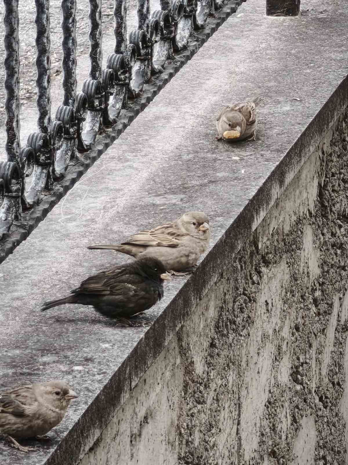 Serçe sürüsünün arasında gördüler, ismini ’Kömür’ koydular
Serçe sürüsünün arasında gördüler, ismini ’Kömür’ koydular
