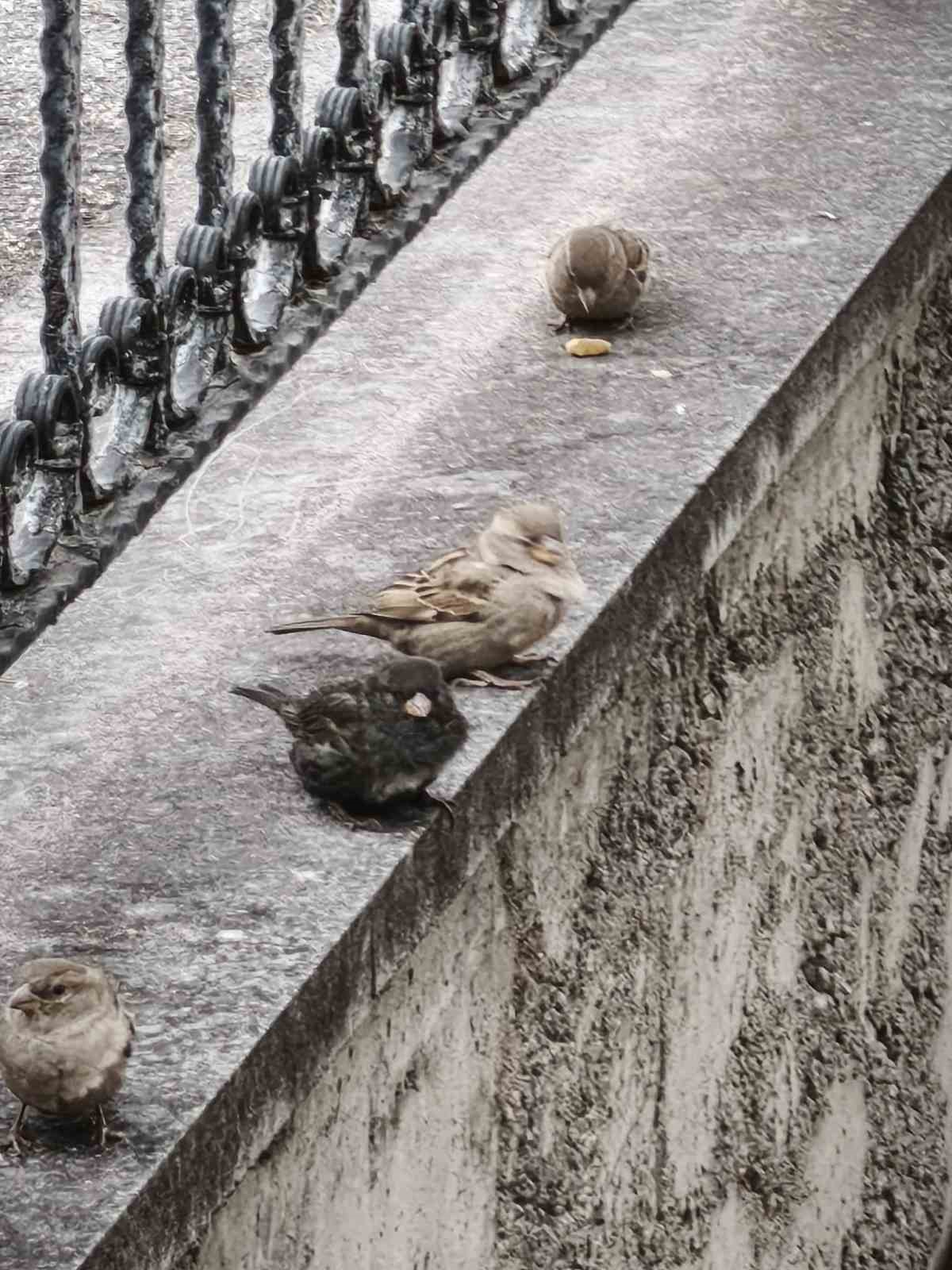 Serçe sürüsünün arasında gördüler, ismini ’Kömür’ koydular
Serçe sürüsünün arasında gördüler, ismini ’Kömür’ koydular