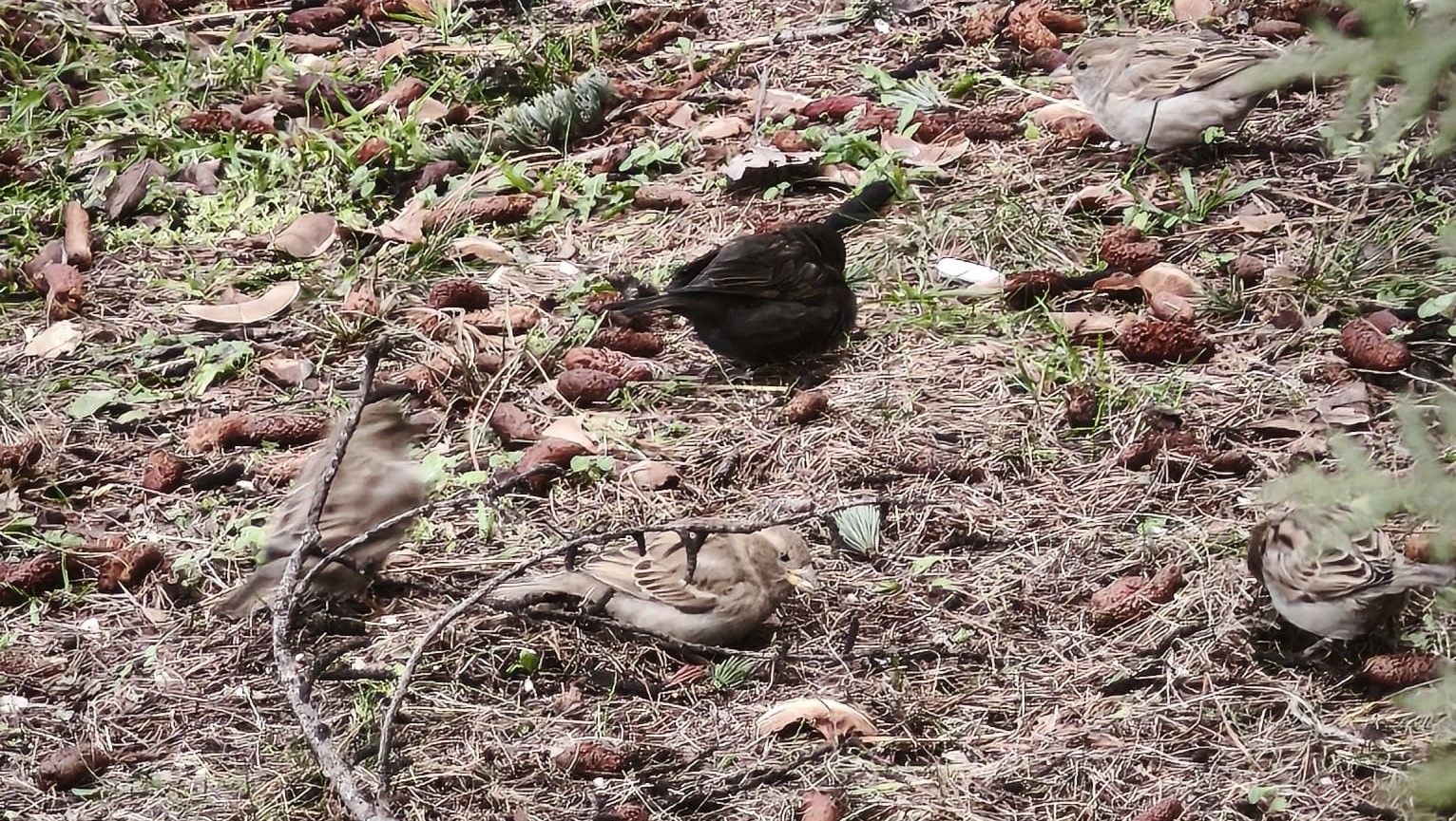 Serçe sürüsünün arasında gördüler, ismini ’Kömür’ koydular
Serçe sürüsünün arasında gördüler, ismini ’Kömür’ koydular