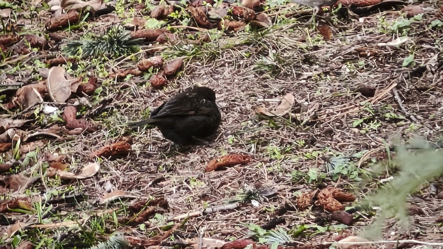 Serçe sürüsünün arasında gördüler, ismini ’Kömür’ koydular
Serçe sürüsünün arasında gördüler, ismini ’Kömür’ koydular