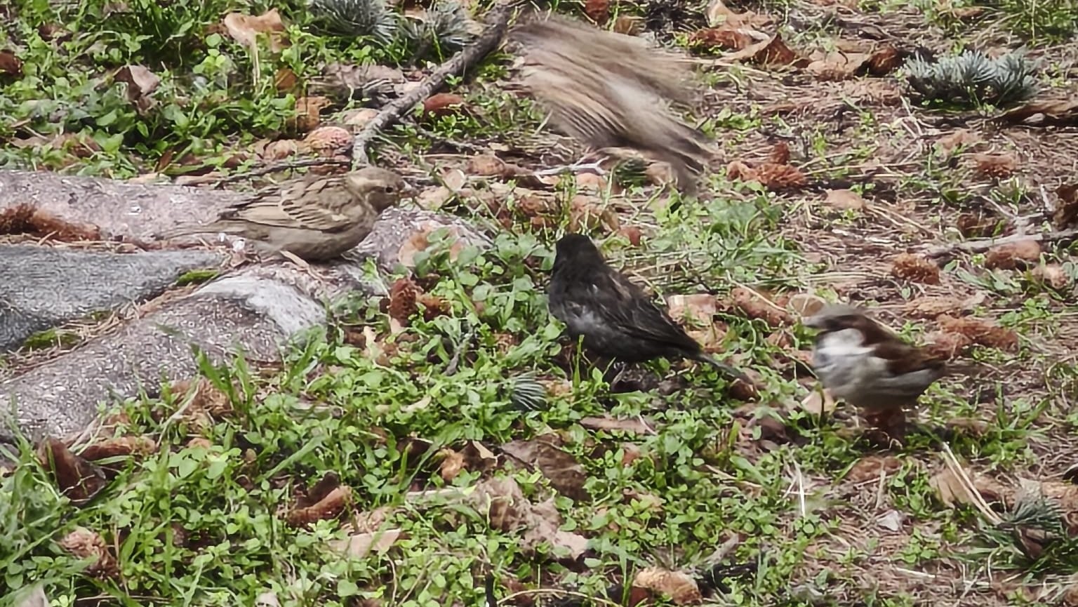 Serçe sürüsünün arasında gördüler, ismini ’Kömür’ koydular
Serçe sürüsünün arasında gördüler, ismini ’Kömür’ koydular