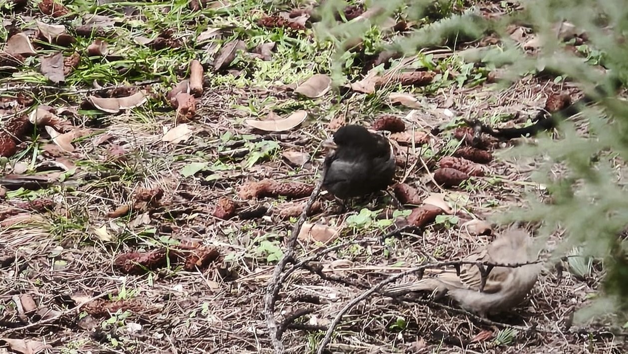Serçe sürüsünün arasında gördüler, ismini ’Kömür’ koydular
Serçe sürüsünün arasında gördüler, ismini ’Kömür’ koydular