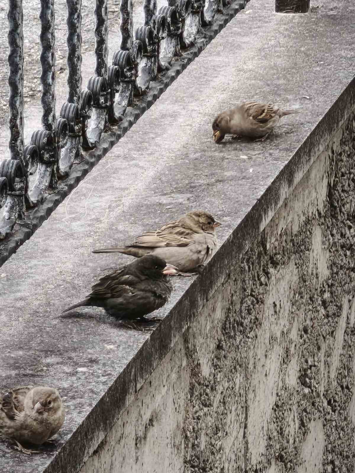 Serçe sürüsünün arasında gördüler, ismini ’Kömür’ koydular
Serçe sürüsünün arasında gördüler, ismini ’Kömür’ koydular