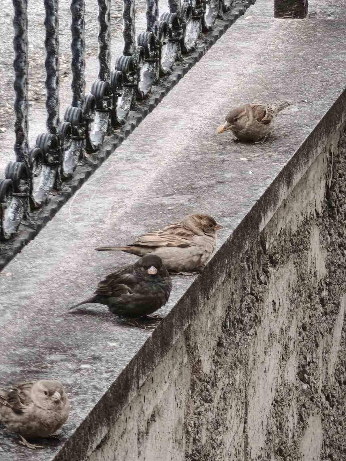 Serçe sürüsünün arasında gördüler, ismini ’Kömür’ koydular
Serçe sürüsünün arasında gördüler, ismini ’Kömür’ koydular