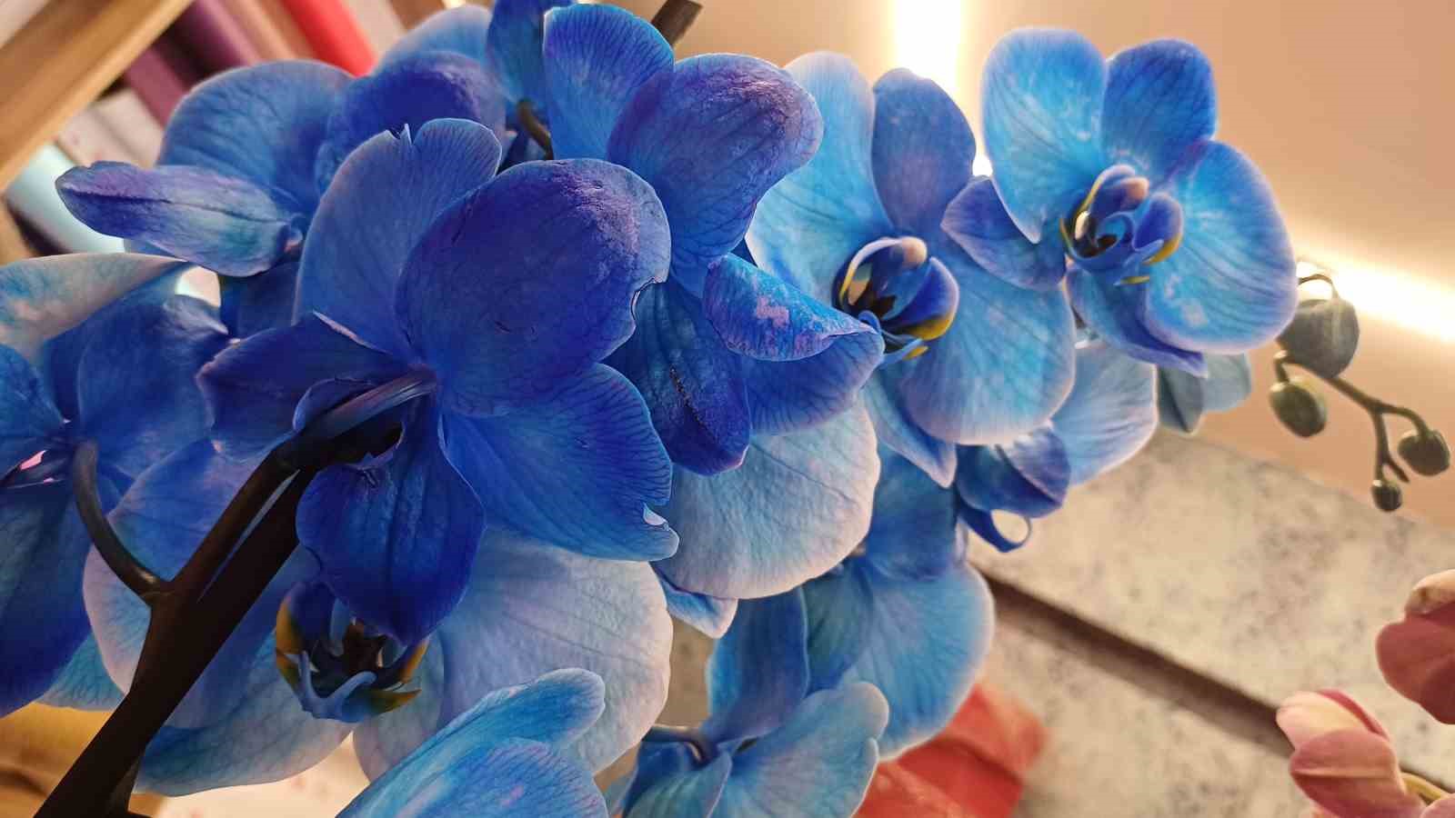 Sevgililer Günü’nde trend kırmızı gül
