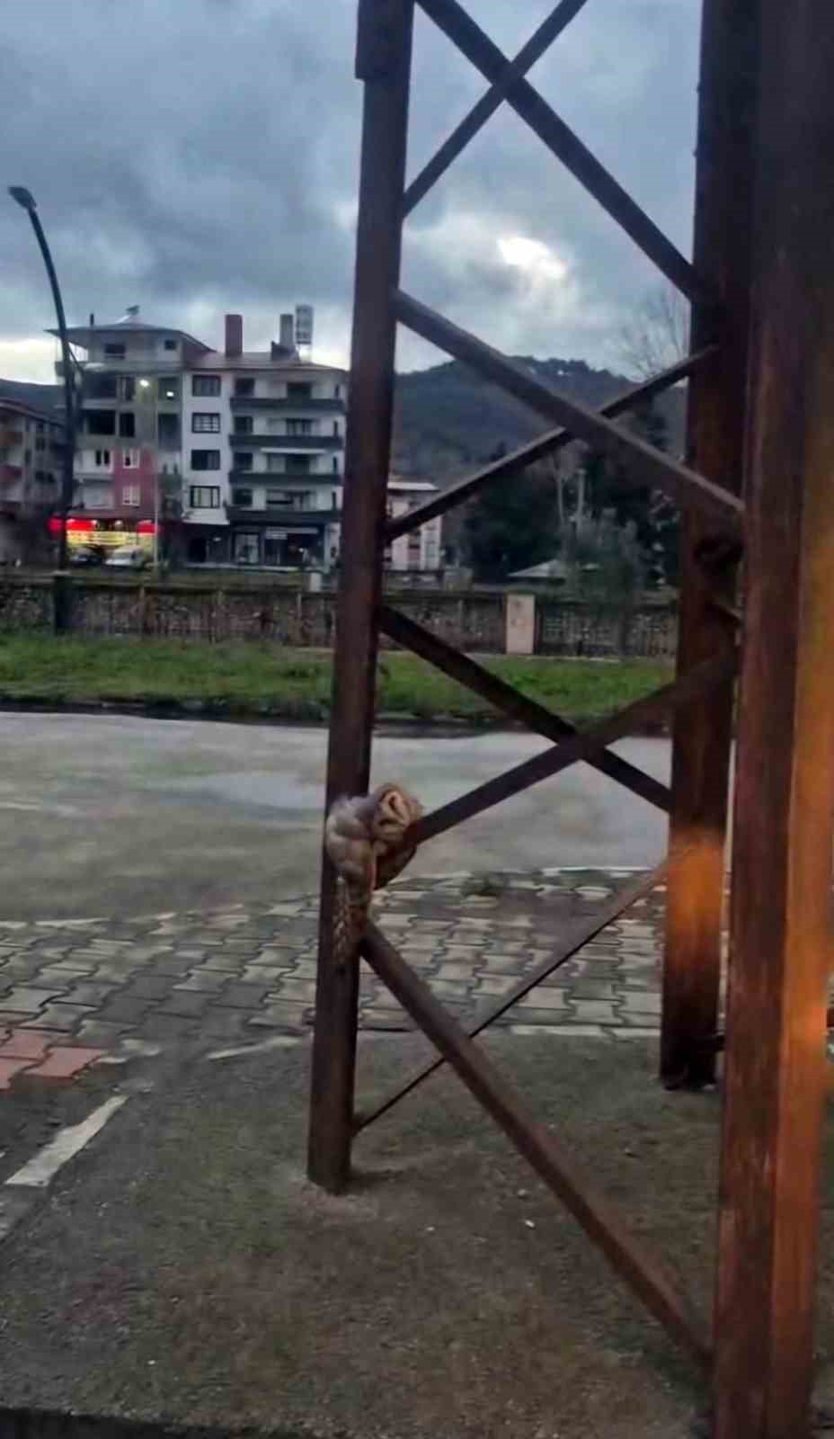 Sevimli Baykuş sokak direğinde uyuya kaldı
