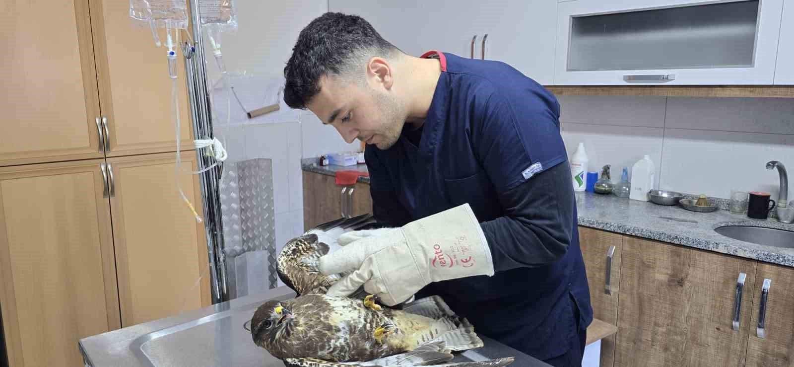 Seydikemer’de yaralı şahin tedavi altına alındı
