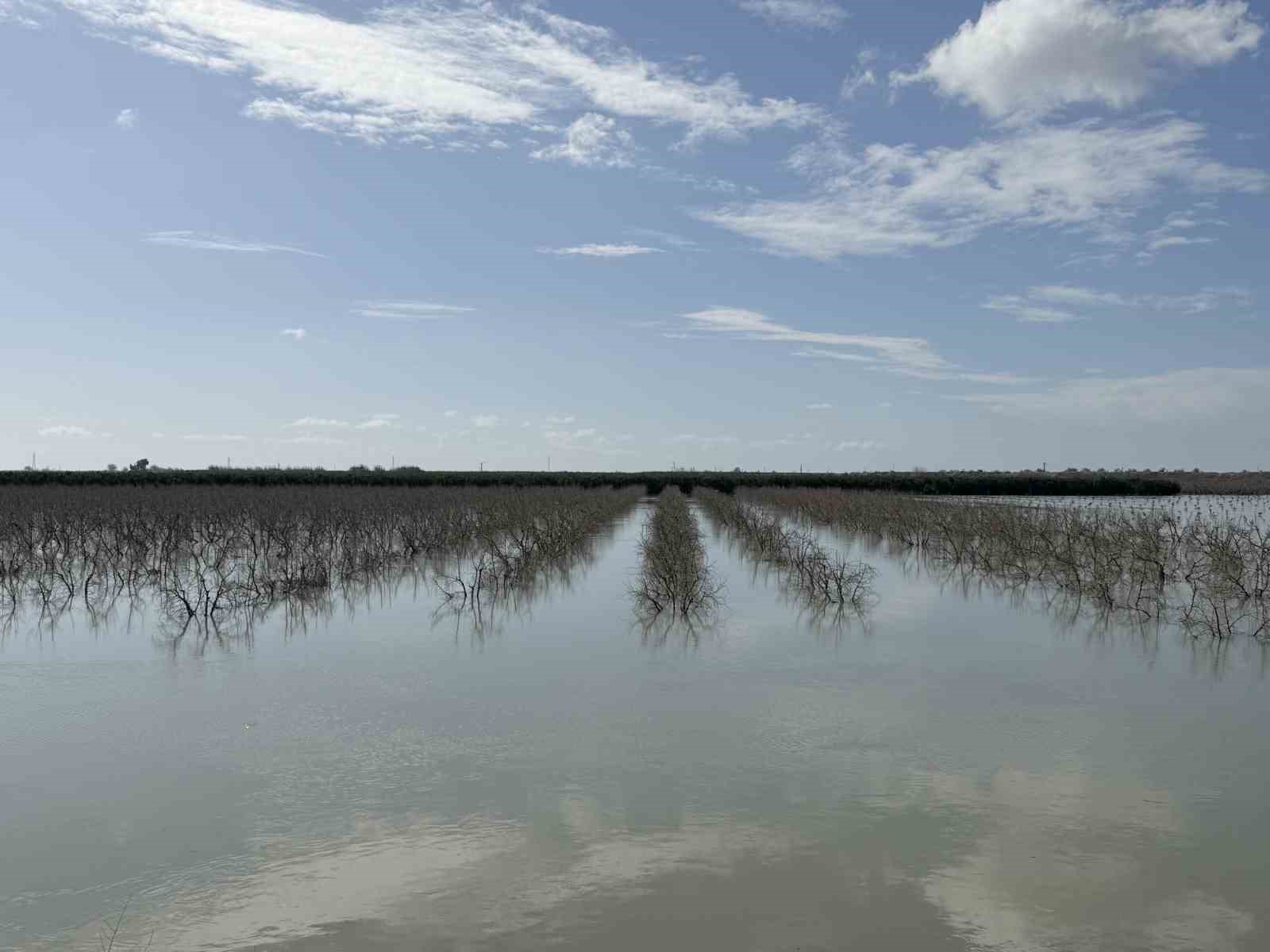 Seyhan Nehri taştı, Tarsus’ta tarım arazileri sular altında kaldı
