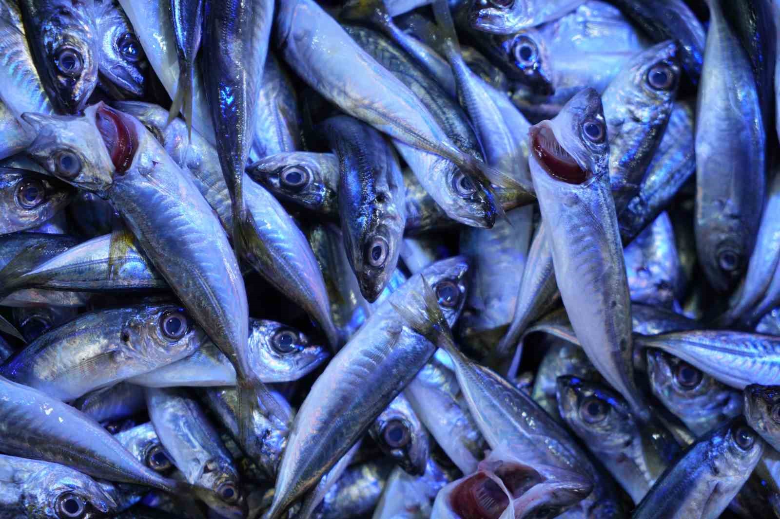 Sezonun sonuna gelinirken istavritin kilosu 70 TL’ye düştü
