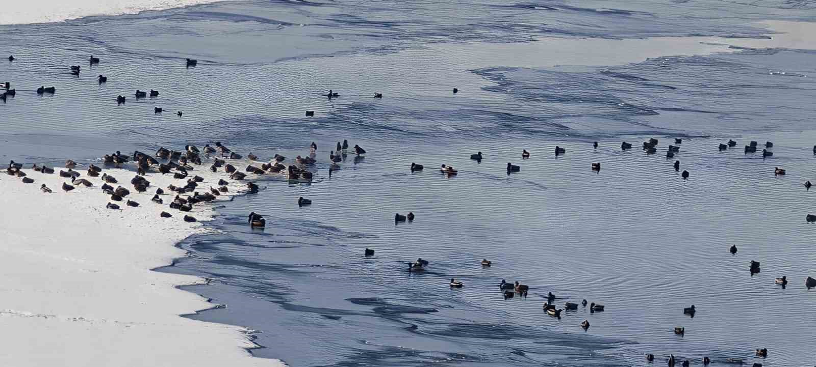 Sibirya soğukları yaban hayatını vurdu
