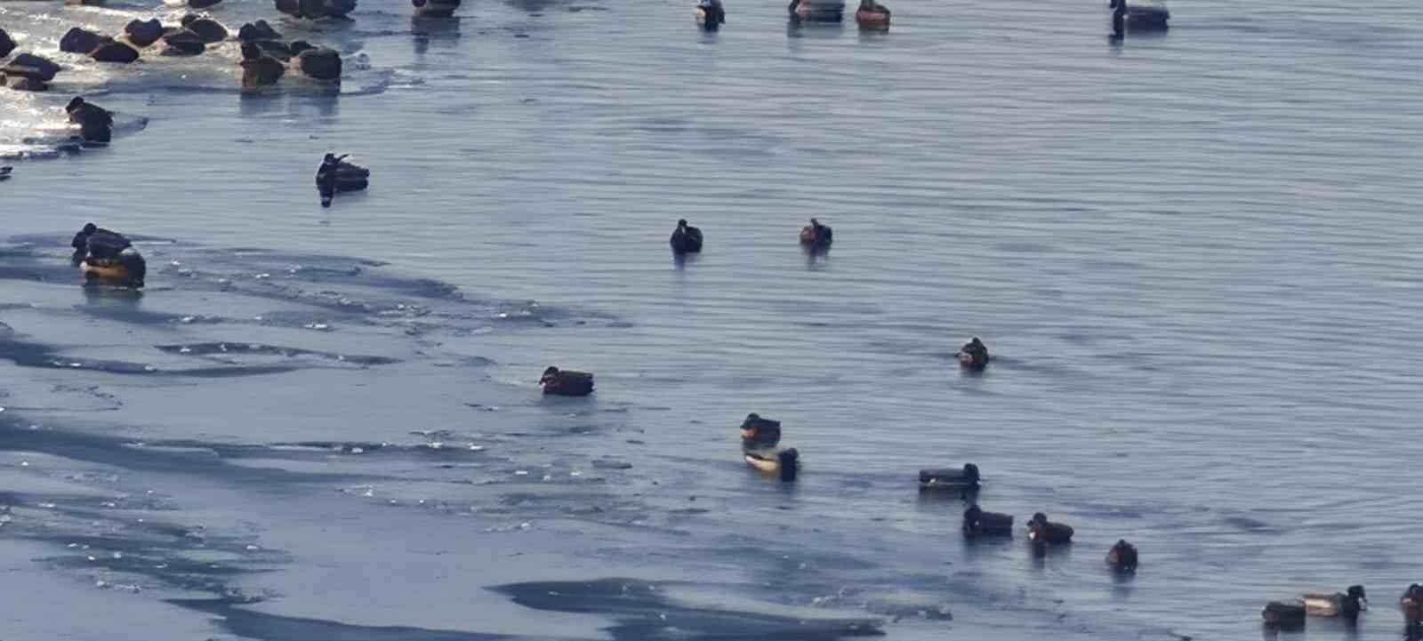 Sibirya soğukları yaban hayatını vurdu
