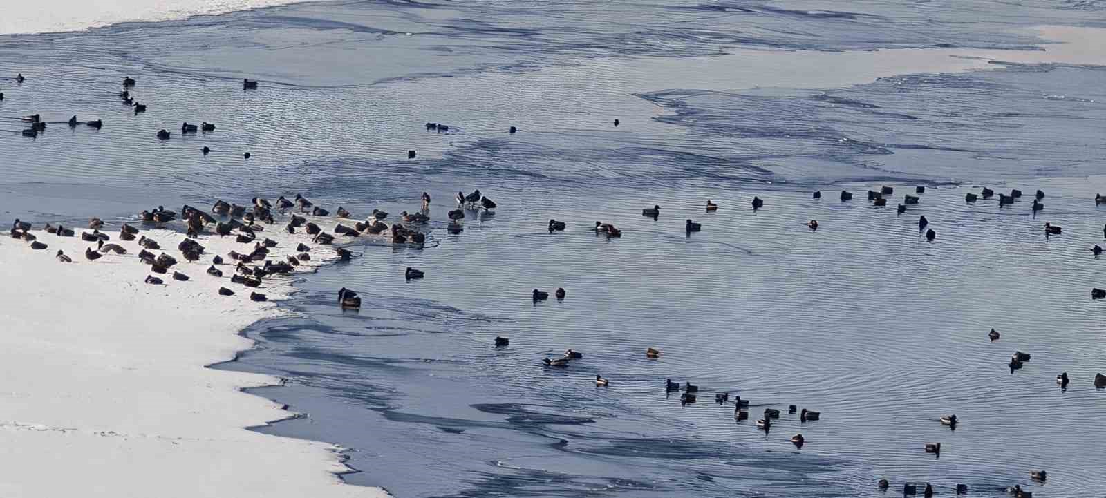 Sibirya soğukları yaban hayatını vurdu
