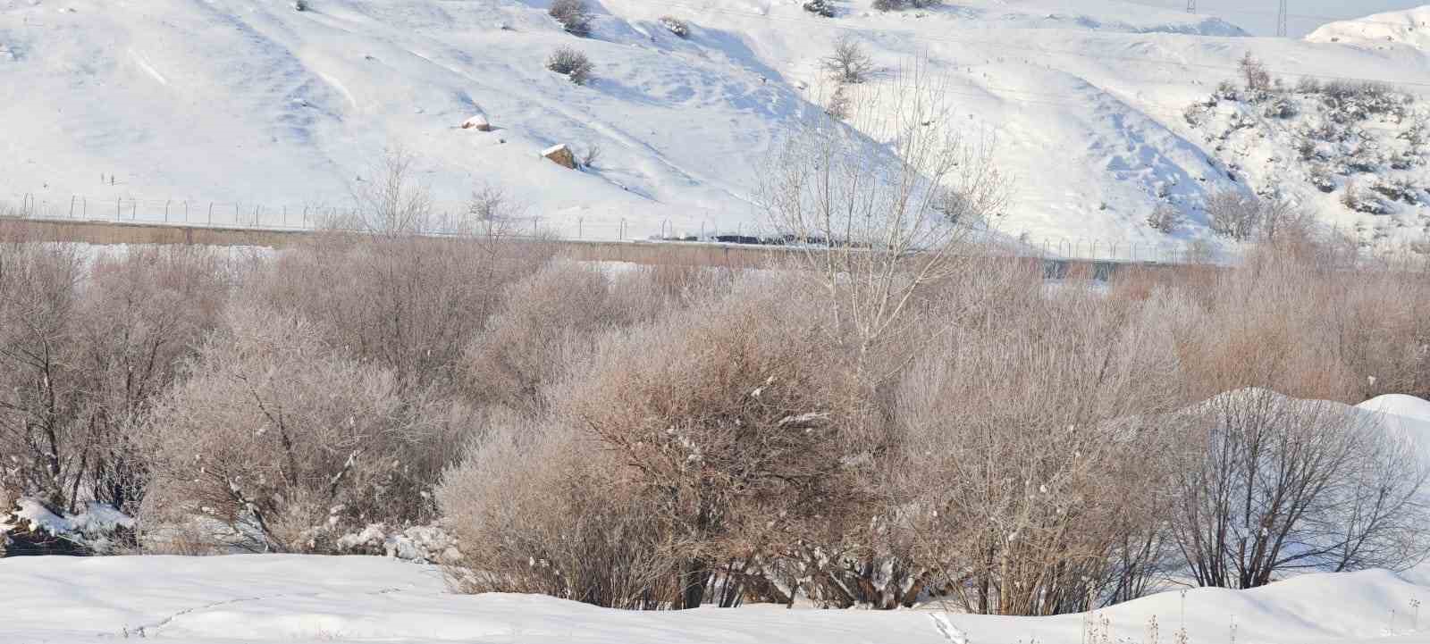 Sibirya soğukları yaban hayatını vurdu
