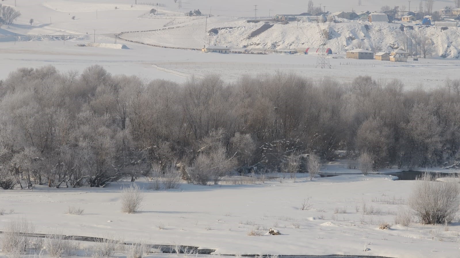 Sibirya soğukları yaban hayatını vurdu
