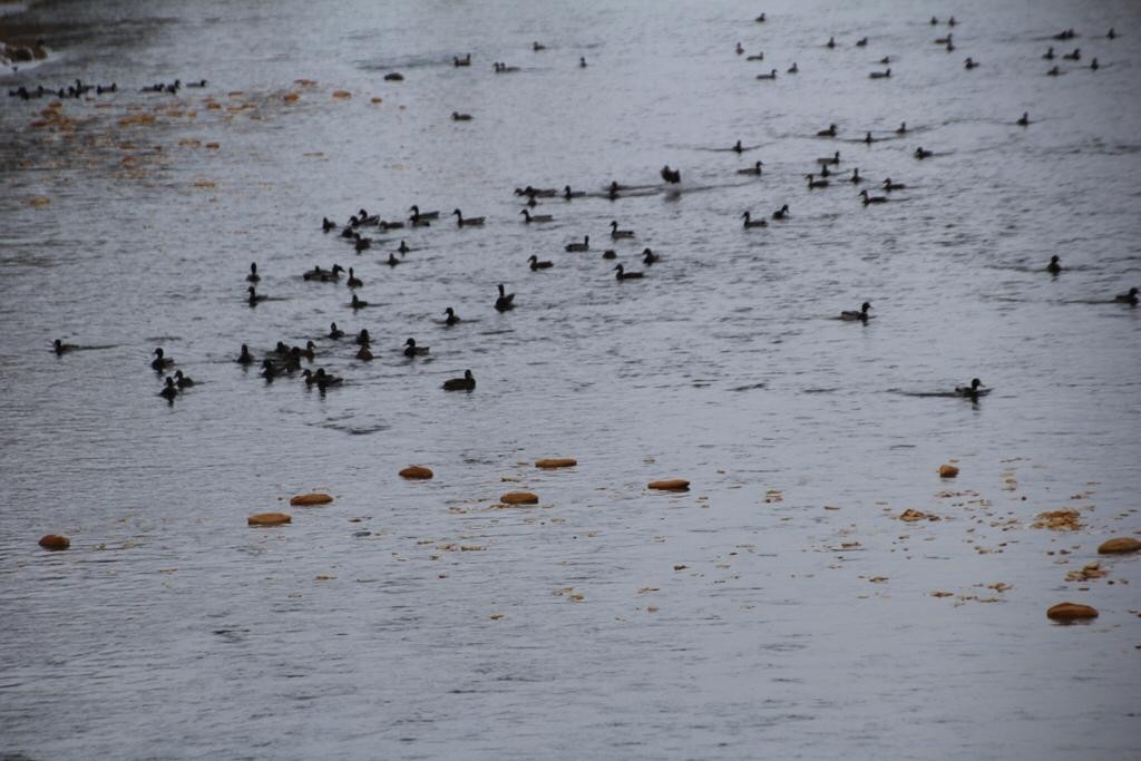 Sibirya’dan göç eden yeşilbaşlı ördekler Çoruh Nehri’ni mesken tuttu
Sibirya’dan göç eden yeşilbaşlı ördekler Çoruh Nehri’ni mesken tuttu