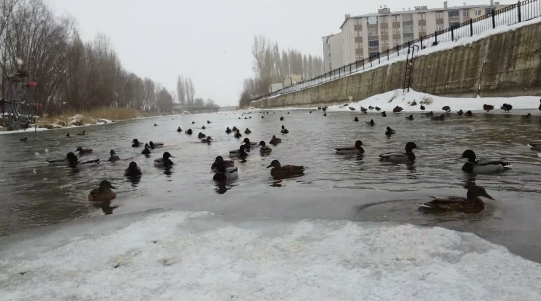 Sibirya’dan göç eden yeşilbaşlı ördekler Çoruh Nehri’ni mesken tuttu
Sibirya’dan göç eden yeşilbaşlı ördekler Çoruh Nehri’ni mesken tuttu