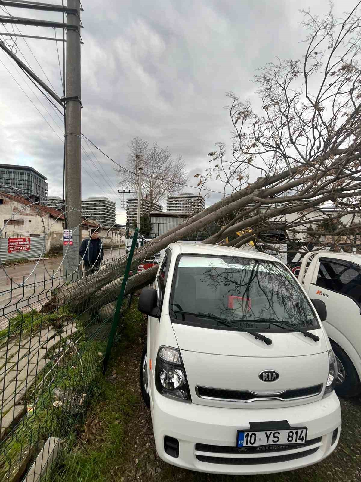 Şiddetli lodosun devirdiği ağaçlara anında müdahale
