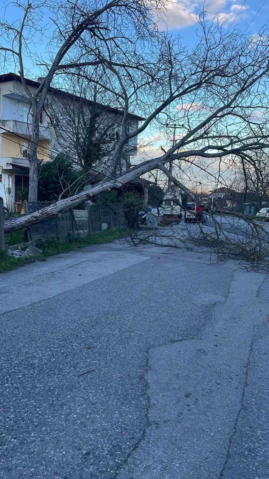 Şiddetli rüzgar hayatı olumsuz etkiledi, bazı ağaçlar devrildi
