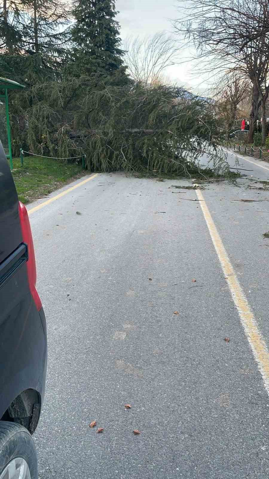 Şiddetli rüzgar hayatı olumsuz etkiledi, bazı ağaçlar devrildi
