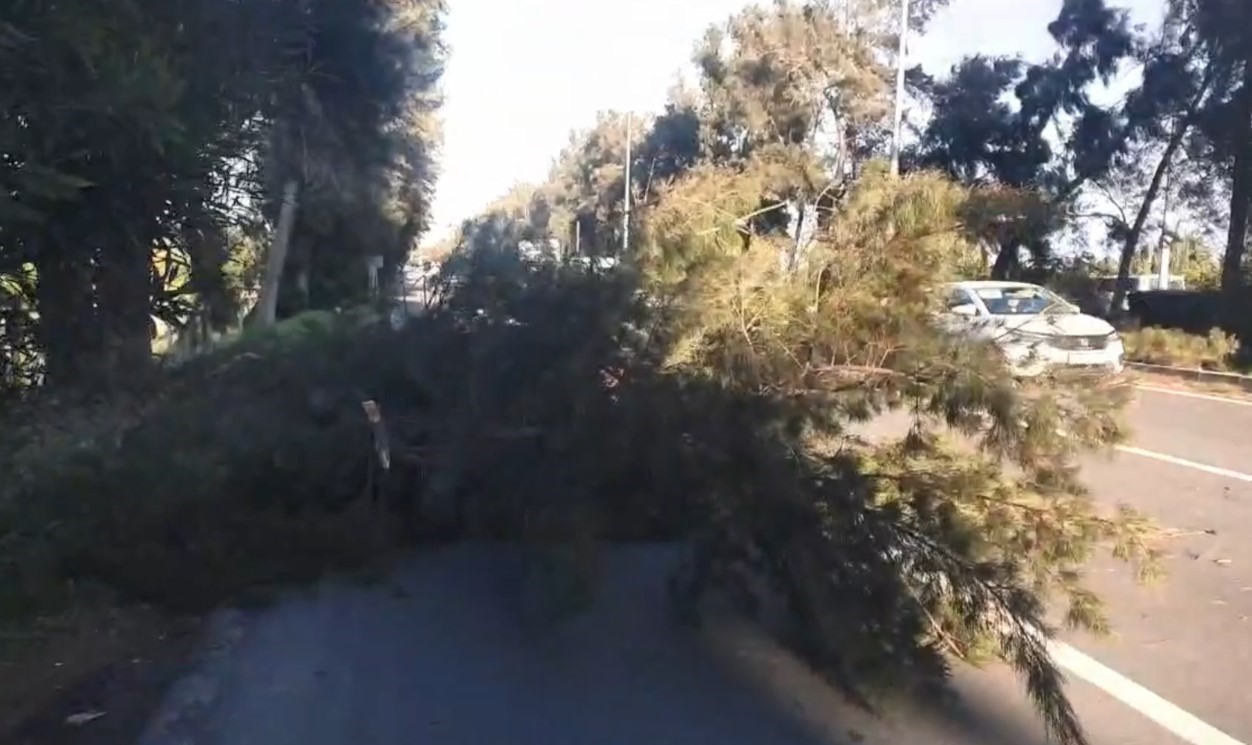 Şiddetli rüzgarda kırılan ağaç yola devrildi
