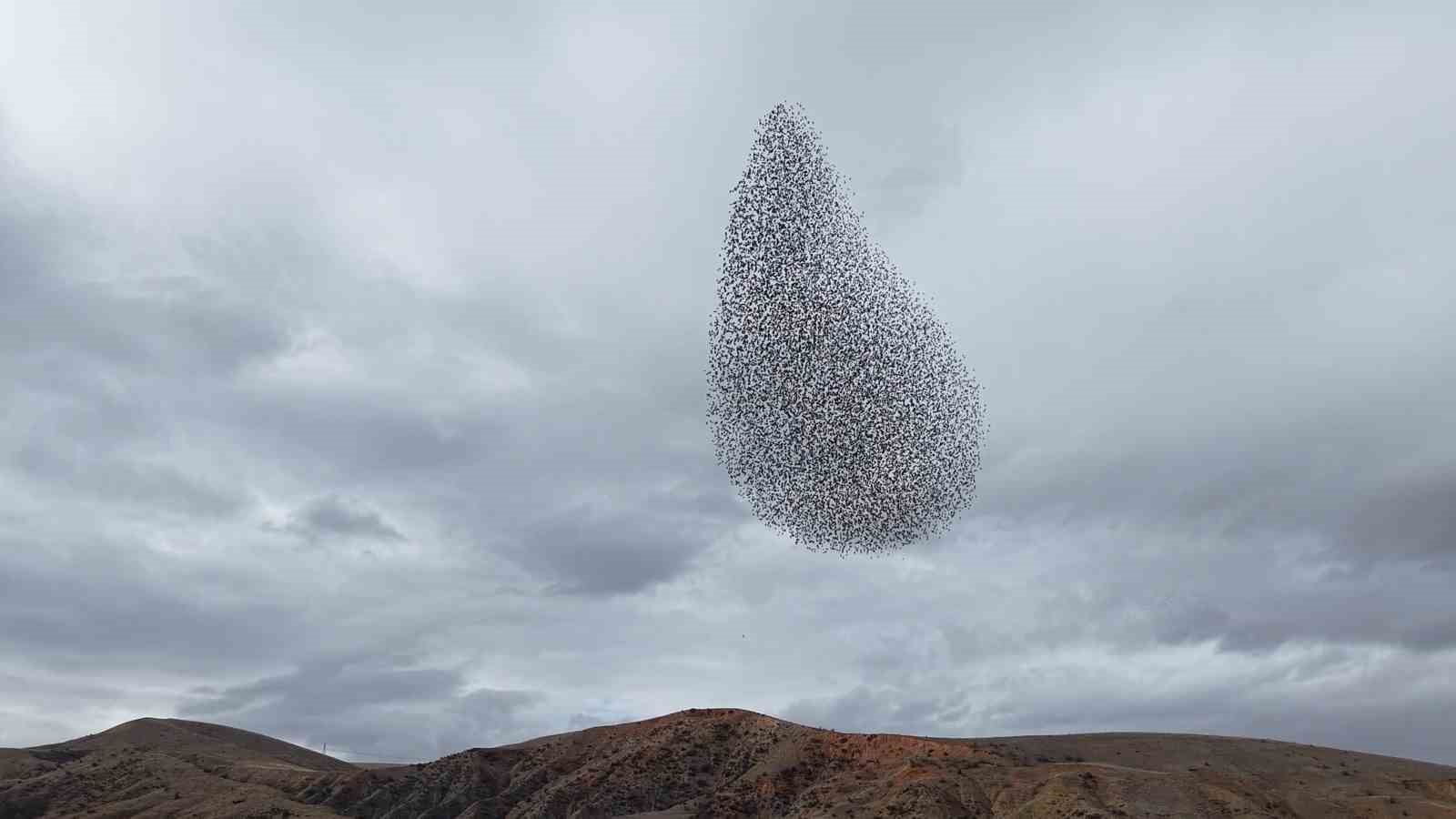 Sığırcık kuşlarından görsel şölen
